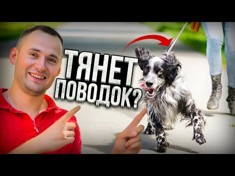 Отучить тянуть ПОВОДОК за 5 МИНУТ!!! Самый БЫСТРЫЙ способ !!! Это так ПРОСТО