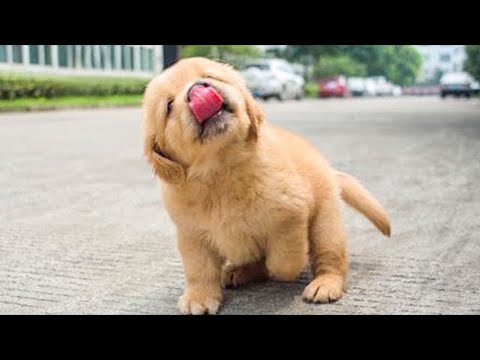 These Golden Retriever PUPPIES will make you LAUGH your HEAD OF 😁 Funniest Animal Videos