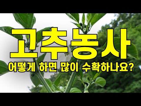 고추농사 어떻게 하면 많이 수확하나요?