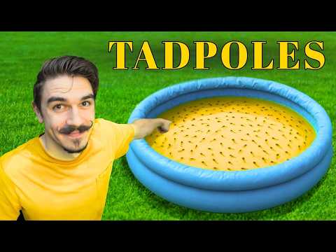 I Saved 273 Tree Frog Tadpoles and Released a Frog Army!