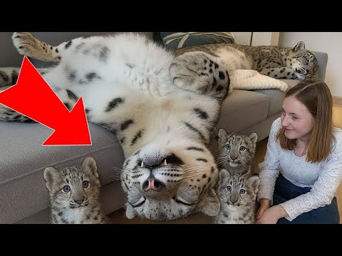 Saved 2 Orphaned Snow Leopards. Look How BIG They Grew! 😱