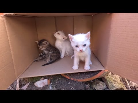 Trying to rescue 3 kittens who were abandoned until they became blind