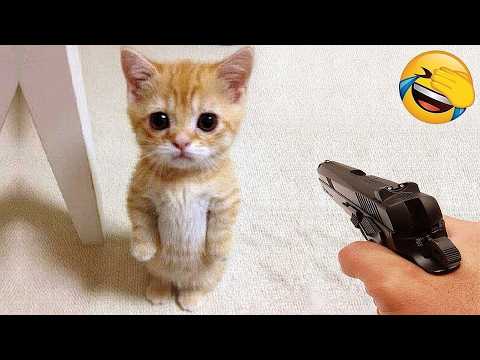 Funniest Cats and Dogs Compilation 2025😼🐶Try Not To Laugh😜