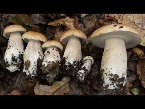 Море білих грибів! По шість 6️⃣ кожне місце по шість 6️⃣ білячків. Чудо а не Грибалка. Дощ Ліс 🌳гриб