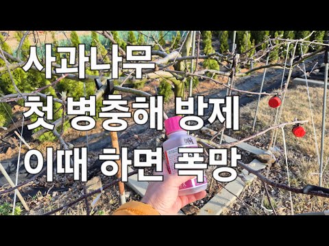 사과나무 1차 병충해 방제 시기는? 올해 사과가격 폭등 예상~