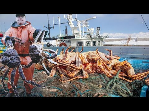 渔民出海捕鱼捕龙虾，一绝户网下去数百斤，白天夜晚两不误