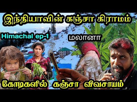 இமயமலையின் கஞ்சா கிராமம்|தனி சட்டம்|குலை நடுங்கும் மலை பாதை|போலீஸ் செல்ல தடை|malana village