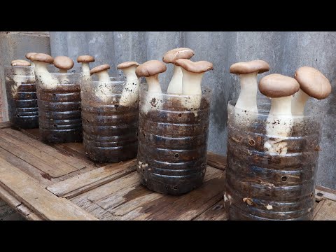 Growing mushrooms at home is super simple from recycled plastic cans - Anyone can grow them