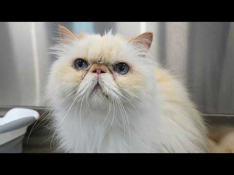 These Cats Walked In on Leashes...and One Was NOT Happy About Grooming