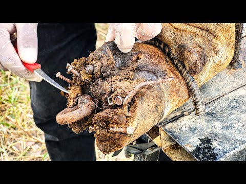 Ep104.! Cut, Clean and trimming | steel and nailed was stuck in cow hoof