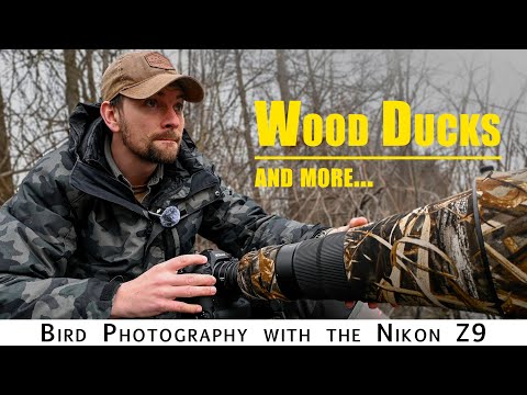 Bird Photography:  Photographing Wood Ducks and more with the Nikon Z9