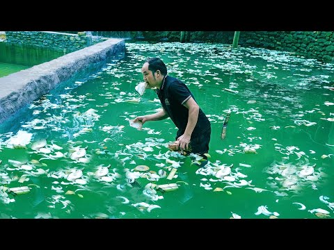 Treat newly built concrete Fish Pond before Stocking fish - Effective and easy to Implement method