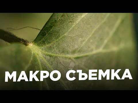 Дешевый МАКРО ОБЪЕКТИВ для кропа Meike 60mm 2.8 macro