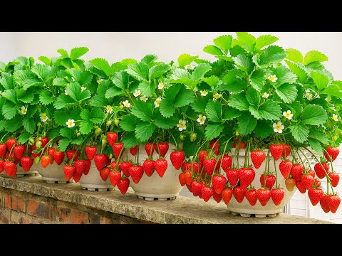 Balcony Strawberry Garden in Pots – Huge Yield Surprise!