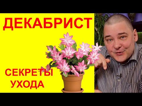 Декабрист (шлюмбергера). Секреты легкого ухода
