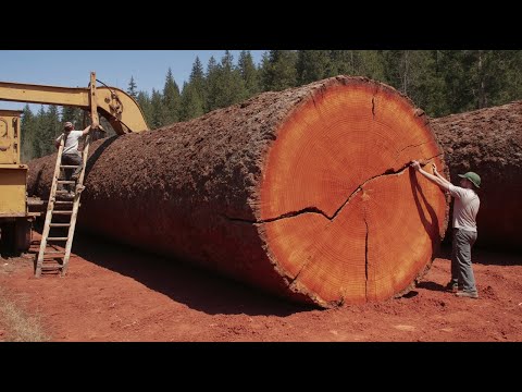Operating Extra Large Saws: Sawn Wood Beautiful From 1000 Year Old Cheesy Tree, Woodworking Factory