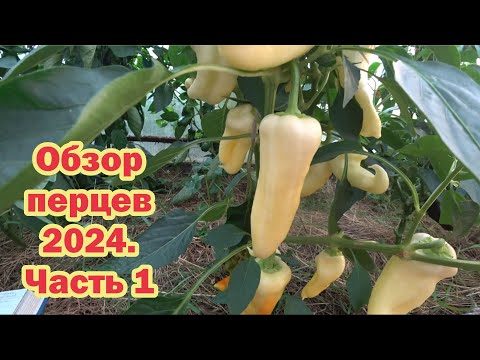 Обзор перцев - 2024. Часть 1