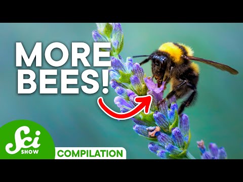 The Amazing and Delicate World of Bees