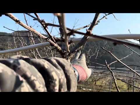 Burgundy Pearl 3-year-old Jeonjeong (3-4 years old)