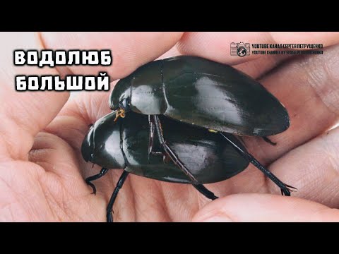 Водолюб большой. Крупнейший водный жук России и сопределья. // Clever Cricket