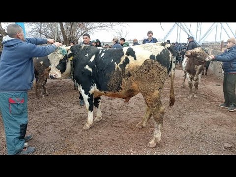 19 декабря 2025 Г. ЧАМАБОЗОРИ ХУЛБУКИ НОХЯИ ВОСЕ НАВОР КАРДЕМ БУКОИ КАЛОН ГОВИ ШИРТЕ ВА ГУНАЧИН