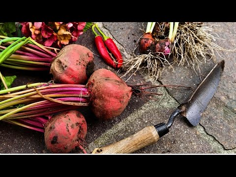 The BENEFIT of BEET ROOT