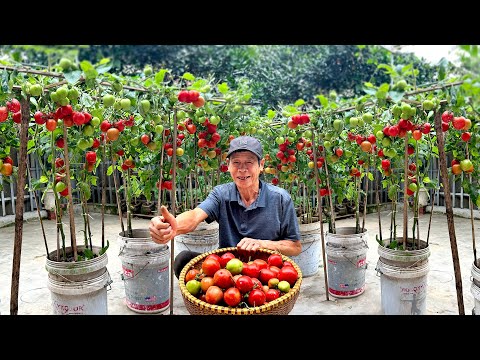 No Money, No Skills: 5 Super Easy Ways to Grow Tomatoes at Home, 100% Success