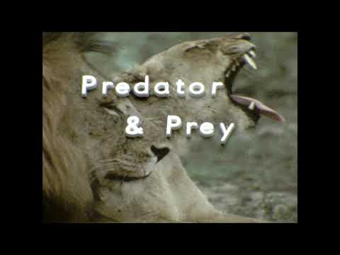 Predator and Prey - African Wildlife - 16mm film circa 1960