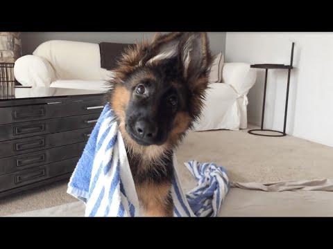 Best Funny Cat and Dog Fails #3 | Try Not To Laugh 2025