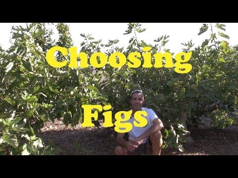 Choosing Fig Varieties in AZ