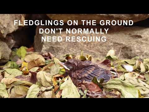 Are You Sure That Baby Bird Needs Rescuing?