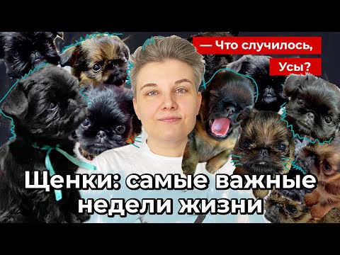 Щенки: самые важные недели жизни // Что случилось, Усы?