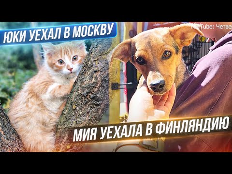 Мия и Юки уехали в свои новые семьи, в Москву и Финляндию.