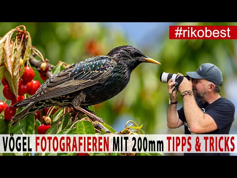 Vögel fotografieren Tipps &Tricks bei nur 200mm Brennweite für dennoch gestochen scharfe Fotos
