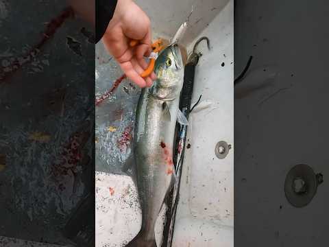 How I Make Money Fishing as a College Student #shorts