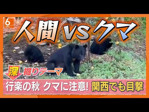 人間の食べ物はクマにとって‟麻薬”　‶アーバンベア”はもはや人里を餌場と認識か　東北地方は個体数が増えすぎた異常事態で対策急務　多発の原因と対策は【きょうの深掘り】