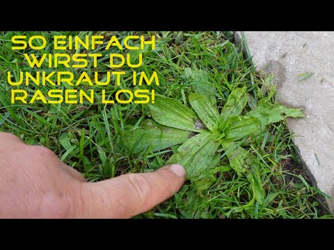 Removing weeds from the lawn | The experiment