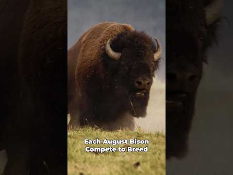 Full Ep. on Youtube. I spent a couple weeks filming the bison rut in Yellowstone. #wildlife #bison