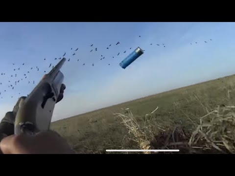 охота на гуся  весна