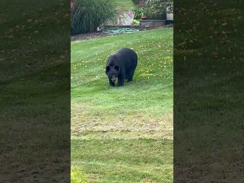 When your cooking brings THIS to the yard !!!!!! OH MY GOD. LOOK AT THAT SIZE