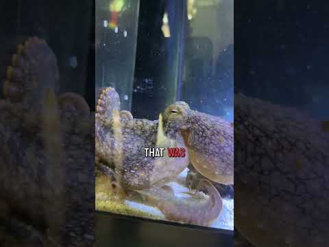 Marley the octopus wakes up and hunts!