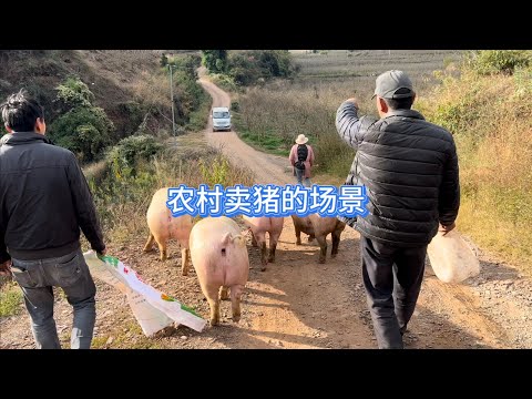 农村卖大肥猪的场景The scene of selling big fat pigs in rural areas