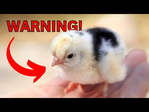 How to keep shipped chicks ALIVE (NO one tells you this!)