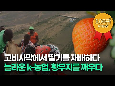 세계가 러브콜 하는 한국농업 ! 케냐 씨감자 프로젝트, 고비사막의 딸기 프로젝트....황무지를 기회의 땅으로 [농업이 미래다 2] 20190903