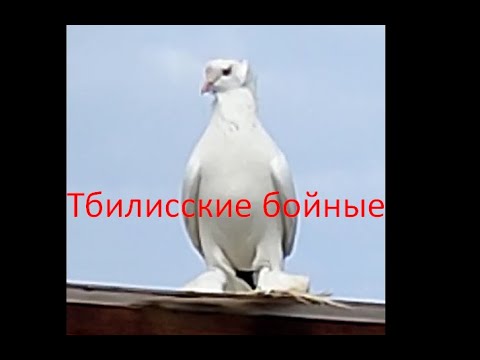 Самая редкая порода бойных голубей во всём мире.