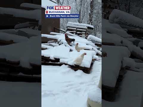 Three Little Chickens Didn't Know How To React To The Fresh Snow On Their Farm In Buchanan, Virginia