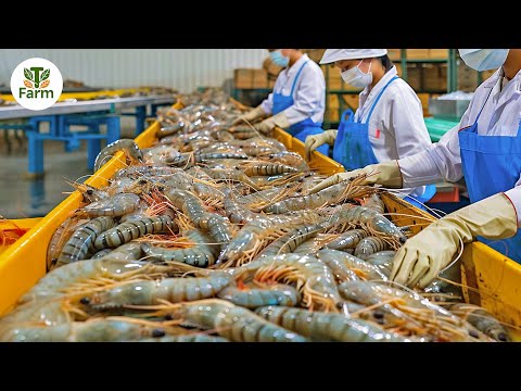 How Chinese Farmers Raise 10 Billions of Shrimp Every Year | Processing Factory