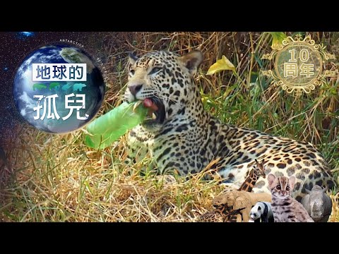 地球的孤兒~貓的消失，搶救瀕危美洲豹 Orphans of the Earth / Saving Jaguar: The King of the Jungle【全集】｜白心儀