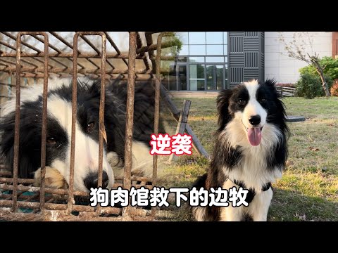 The border shepherd who was once abused was treated as a treasure by his family after being rescued