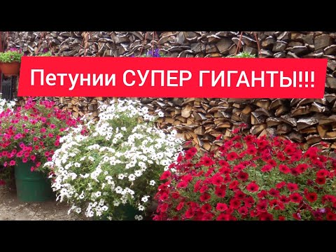 Посев петунии//Супер способ от Бориса Борисова!
